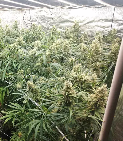 Malawi x Panama Seeds