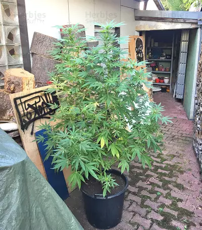 Mangobiche Kush Seeds
