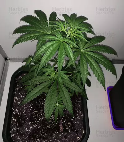 Old Dirty Biker Seeds