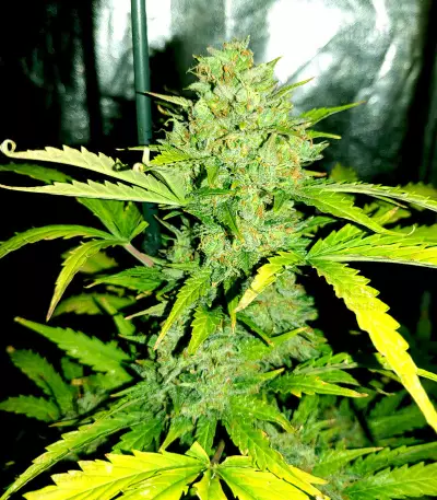 Original Auto Skunk (Fast Buds)