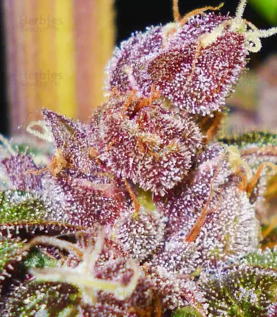 Semi femminizzati Pakistan Chitral Kush (CannaBioGen)