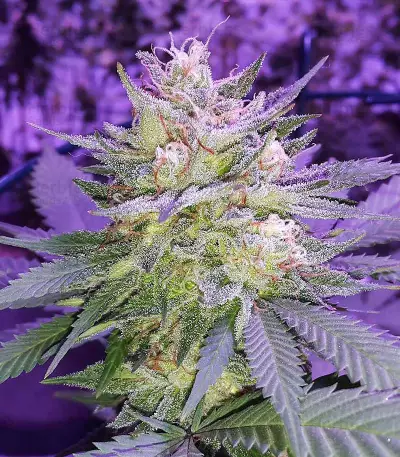Graines de cannabis Pina Rita regular (TGA Subcool Seeds / SubCool’s The Dank)