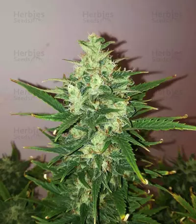 Raw Diesel (G13 Labs)