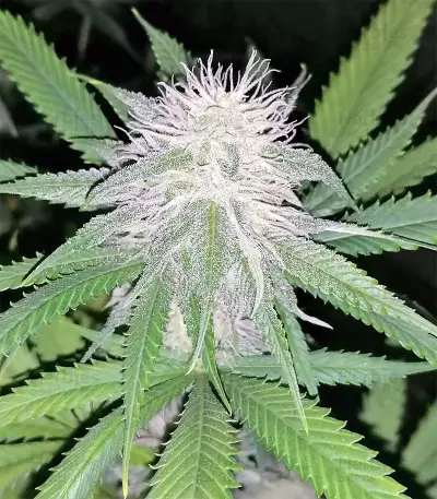 Strawberry Banana feminized seeds