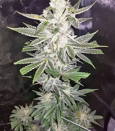 Strawberry Banana feminized seeds