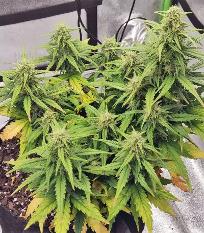 Strawberry Gum feminized seeds