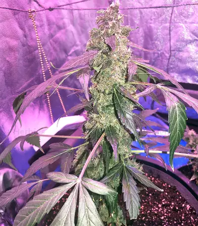 Super Auto Lemon Haze (Original Sensible Seeds)