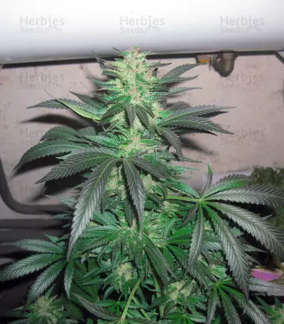 Super Lemon Haze x Clementine (GHS)