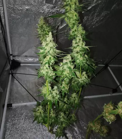 Sweet ZZ (Sweet Z) (RQS)