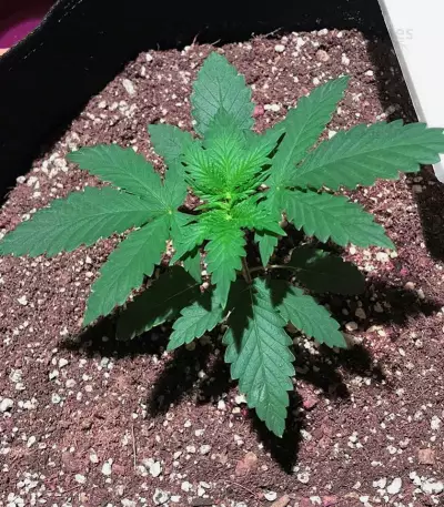 Graines de cannabis Sweet Valley Kush x Amnesia x Dosidos (GHS)