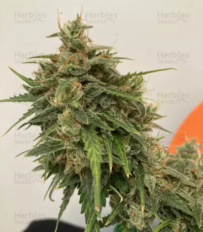 Tangie'matic Auto Seeds