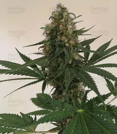 Critical Auto Seeds