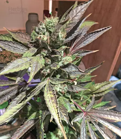 U - Pink Kush feminized seeds