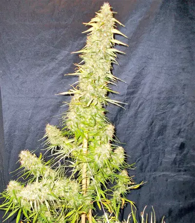 Zamaldelica Regular seeds