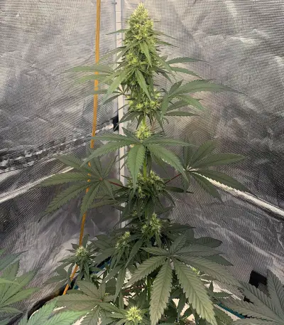Zombie Kush feminized seeds