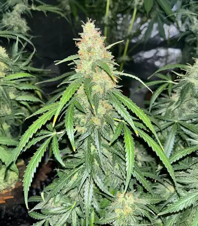 Auto GG#4 Original Glue F1 Seeds (Seedkeepers)