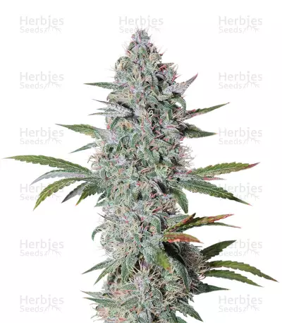 Bruce Banner Auto (Cali Buds Seeds)
