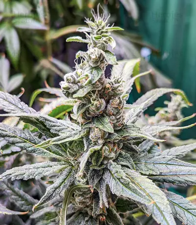 Critical Amnesia Feminized Seeds (AlphaFem Seeds)