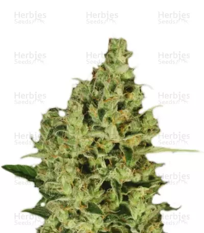 Delahaze (Paradise Seeds) Cannabis-Samen