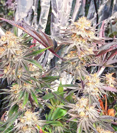 Semillas Feminizadas Dozy Breath (AlphaFem Seeds)