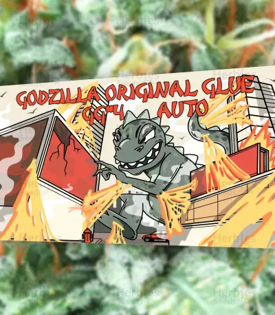 Graines de Godzilla Original Glue GG#4 Auto (Herbies Seeds)