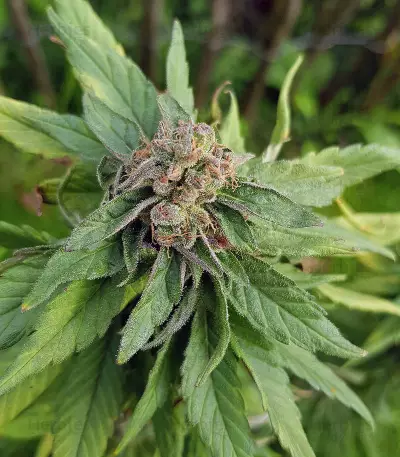 Marula Fruit semi regolari