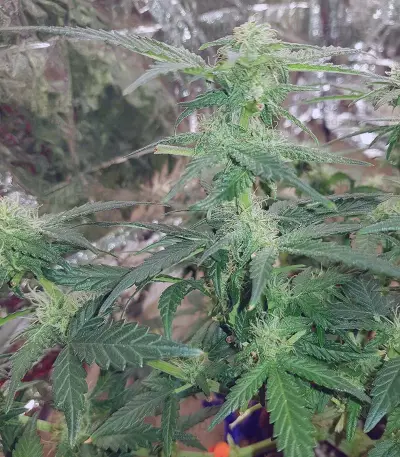 Monster Gelato feminized seeds (Monster Genetics)