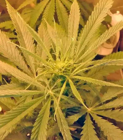 NL5 Haze Mist fem