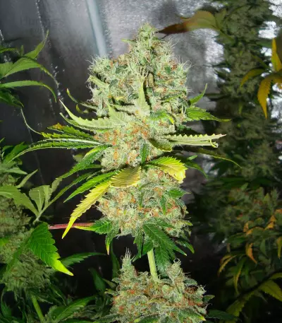 Northern Lights X Skunk #1 Seeds