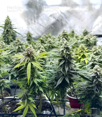 NY Diesel (Herbies Seeds)