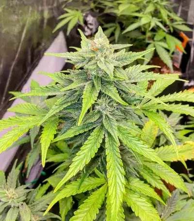 Purple Punch x Lemon Drizzle Feminized Seeds (Barney’s Farm)