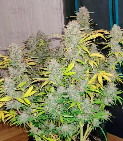 Semi Femminizzati Red Strawberry Banana Auto (Sweet Seeds)