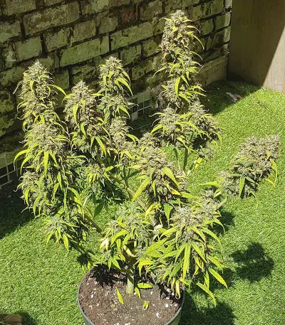 Skywalker Haze feminized seeds (Dutch Passion)