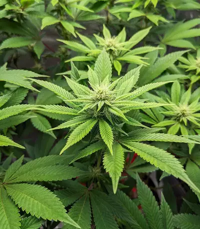 Graines féminisées de Sour Diesel (Barney's Farm)