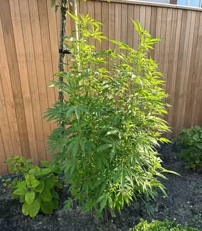 Alienz Seeds