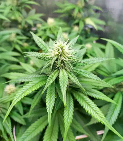 Amsterdam Amnesia Seeds (Dutch Passion)