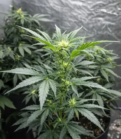 Auto Blackberry Moonrocks Seeds