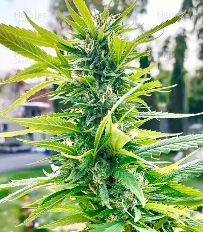 Bahia Black Head feminized seeds