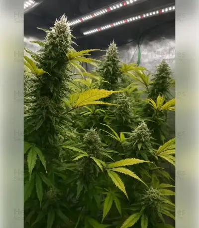 Blackberry Moonrocks Seeds