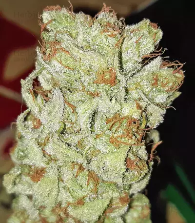 Bruce Banner Fast Version