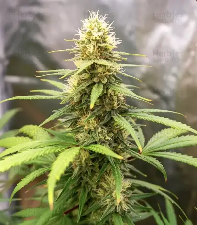 Cheese Seeds