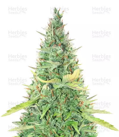 Semillas Feminizadas Critical XXL Auto (Herbies Seeds)