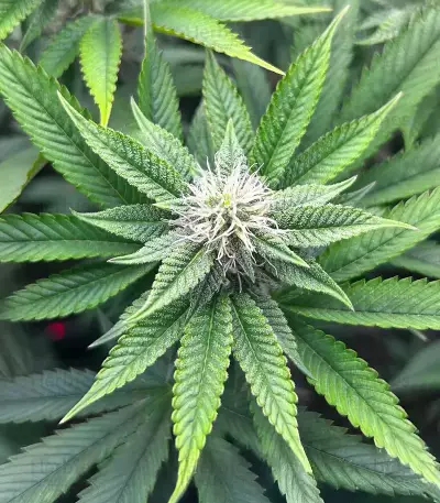 Donutz Feminized Seeds (Humboldt Seed Company)
