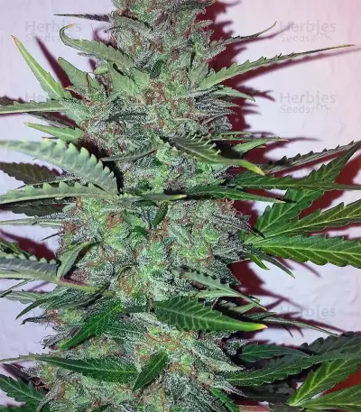 Graines de cannabis Early Skunk (Early Pearl x Skunk) Regular (Mr. Nice Seedbank)