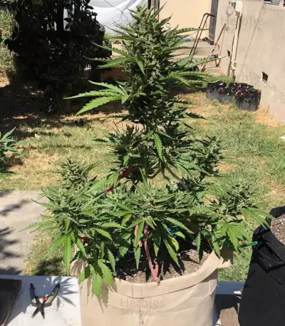 Fruity Juice Seeds