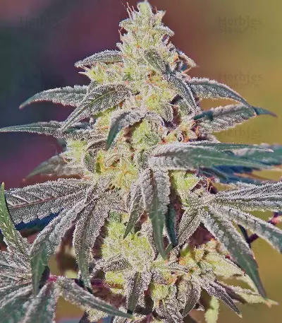 GG#4 Original Glue feminized seeds (Blackskull Seeds)