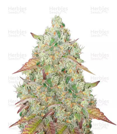 Graines féminisées de Grandmommy Purple (Herbies Seeds)
