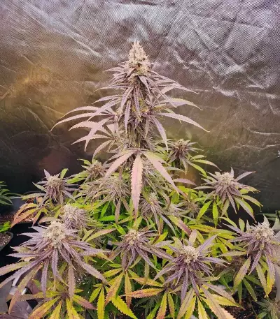 Humboldt Dream Feminized (Humboldt Seeds Company)