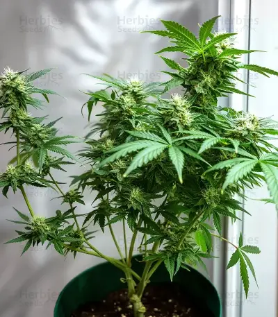K.C. 48 Auto feminized seeds