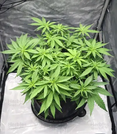 King's Juice Seeds